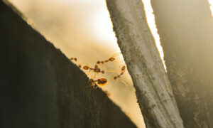 Attività di Gruppo e formiche